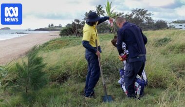 Council criticised for removing 'illegally planted' trees from sensitive sand dunes