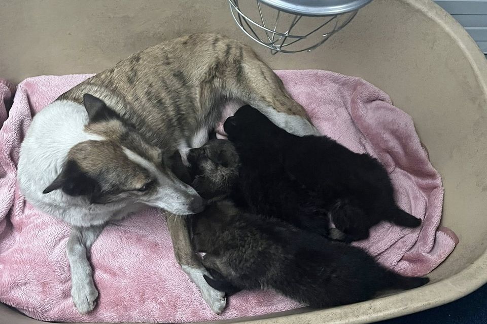 Collie-whippet cross Brooke and her four pups.