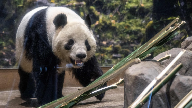 Asia News Wrap: Japan's last two pandas return to China, and more - news.cgtn.com
