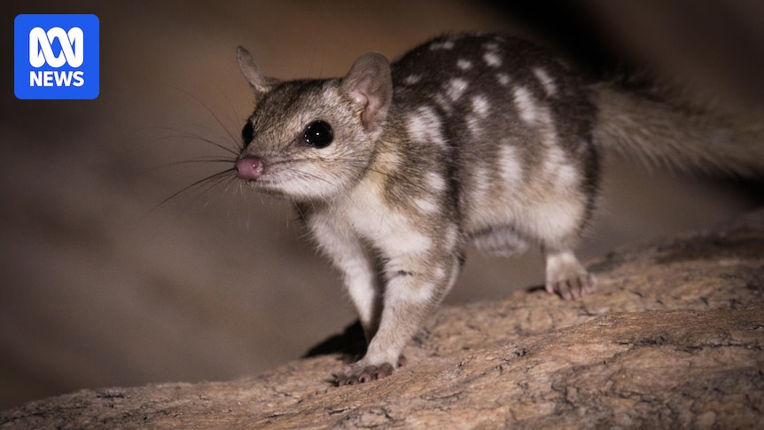 Pilbara home to five animal species most impacted by habitat loss, report finds