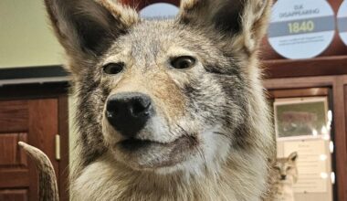 Elk Country Visitor Center programs in January | Local