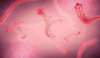 Chinese scientists identify key Ebola virus mutation