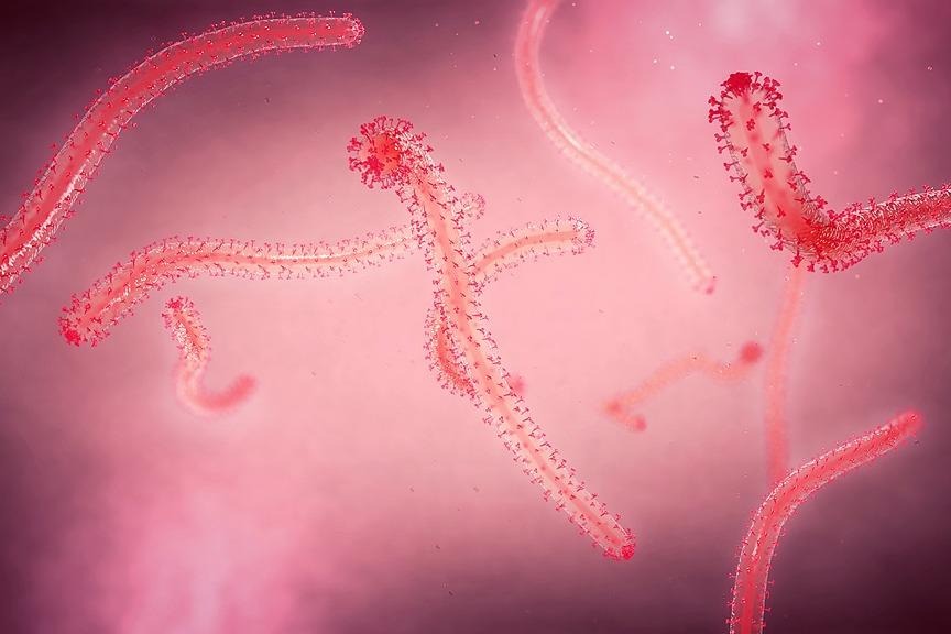 Chinese scientists identify key Ebola virus mutation