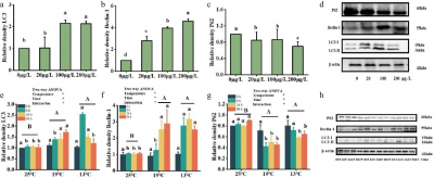 Fish Liver Self-Defense: How Autophagy Helps Pufferfish Survive Under the Cold and Copper Stress