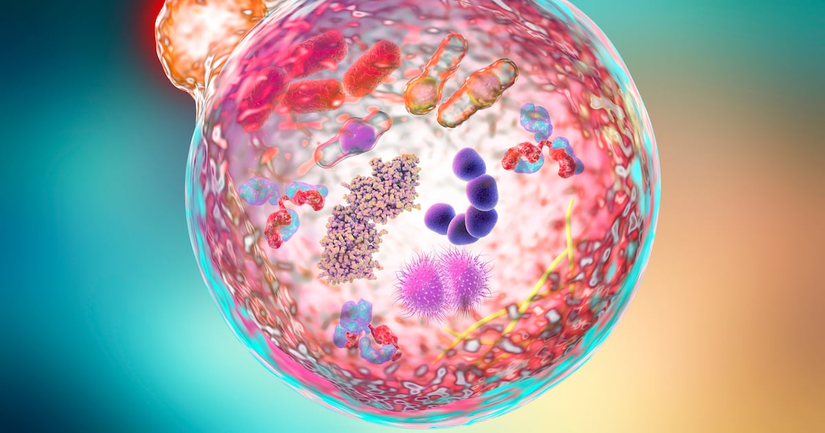 Could autophagy be the fast way to slowing neurodegenerative disease? – The Irish Times