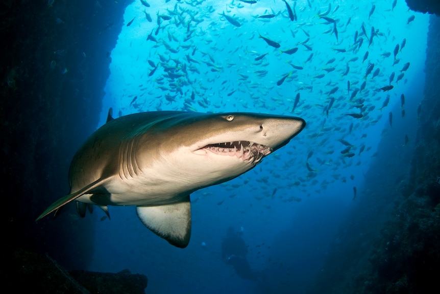 A grey nurse shark with a long pointy nose and many jagged teeth, swimming through a pool of fish in bright blue water.
