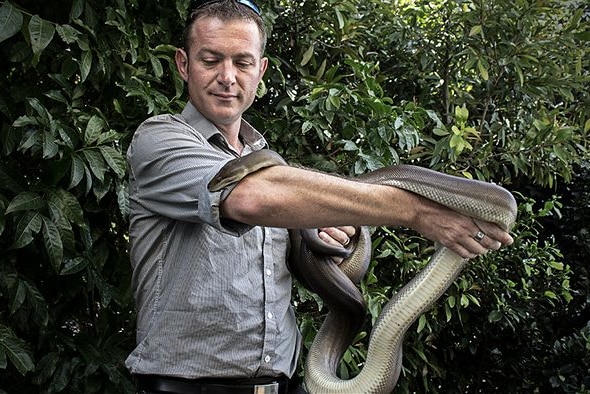 Dave Wiedman holds an olive python