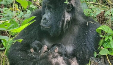 Rare mountain gorilla twins born in Africa's oldest national park