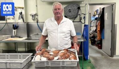 Scallop fishing ban lifts in north Queensland, but southern waters remain off limits