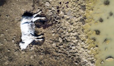 Qld cattle farmers ‘devastated’ after deadly flood disaster - Townsville Bulletin