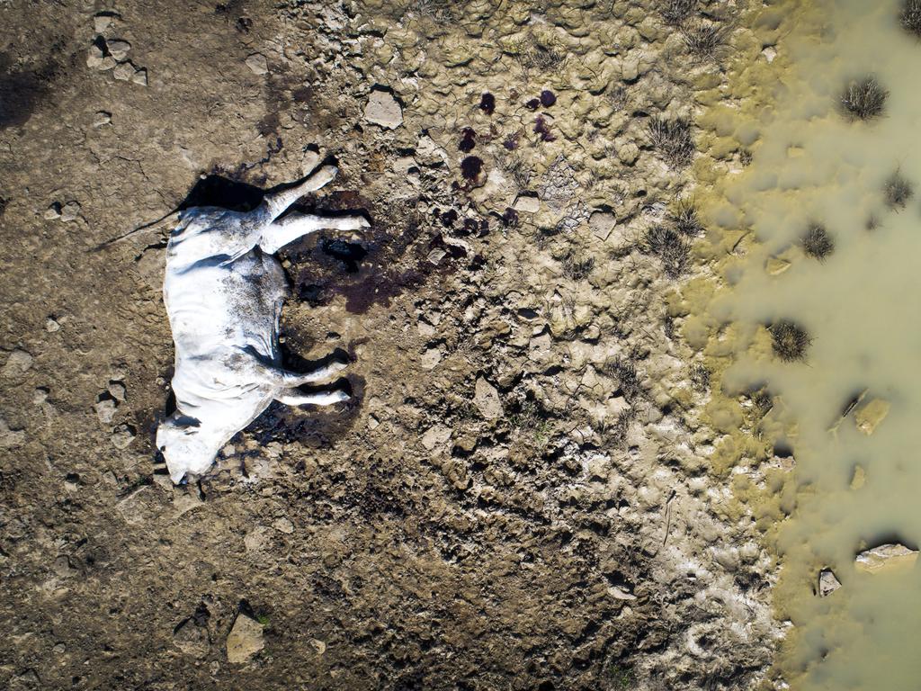 Qld cattle farmers ‘devastated’ after deadly flood disaster - Townsville Bulletin