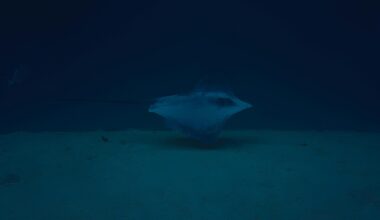 Chinese team explores deep under ocean