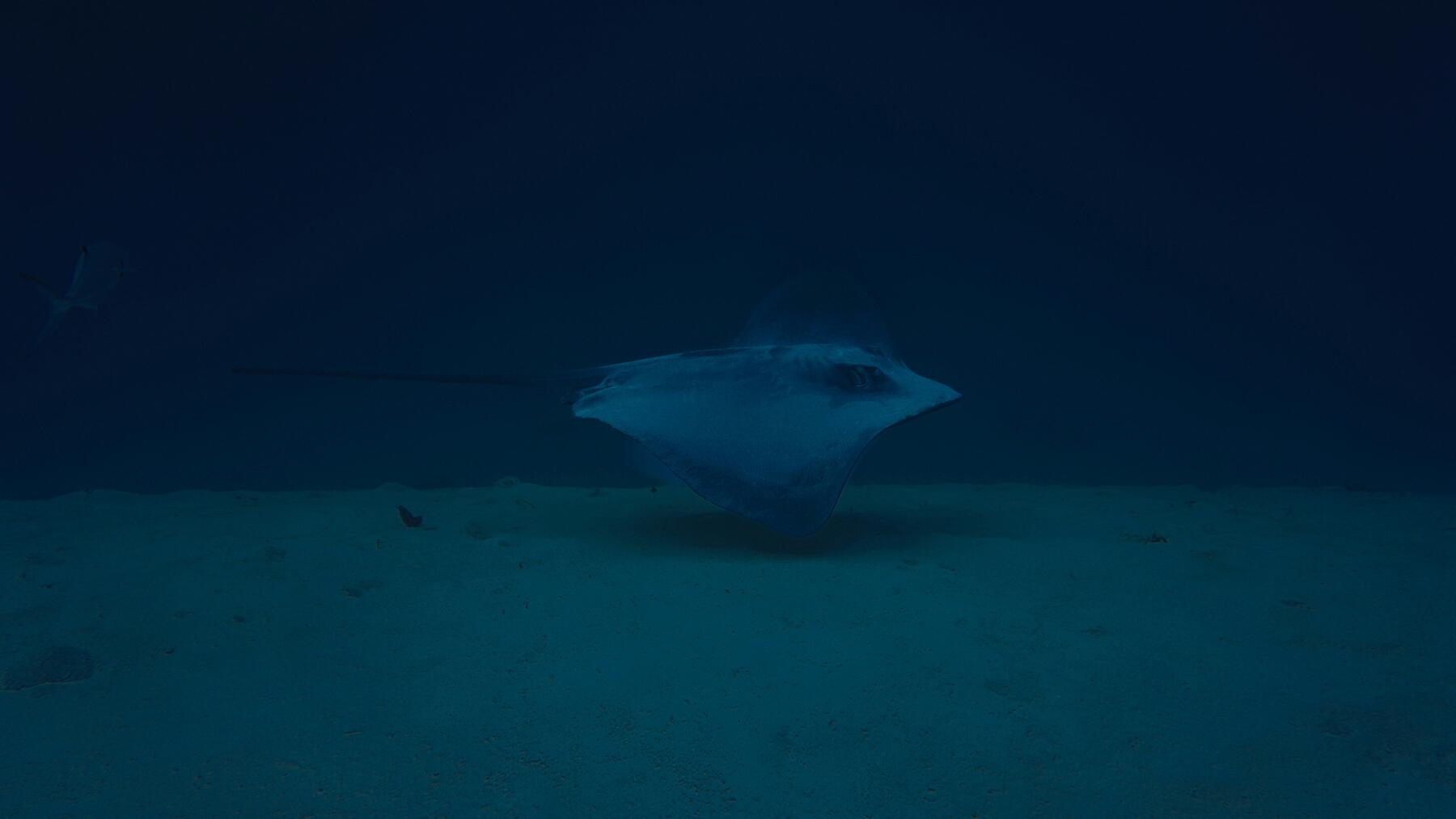 Chinese team explores deep under ocean