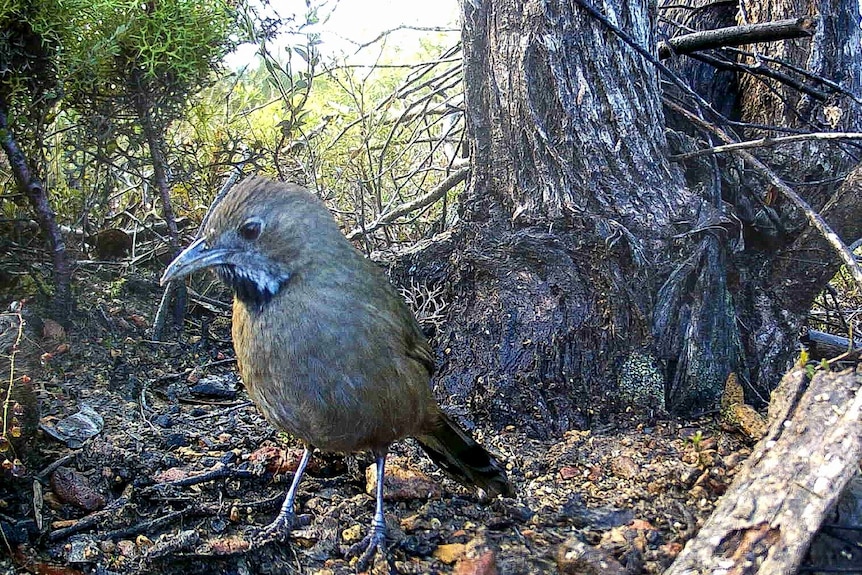 Western whipbirds recently photographed
