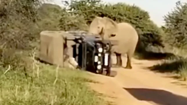 Angry elephant tips over safari vehicle; were rangers to blame?