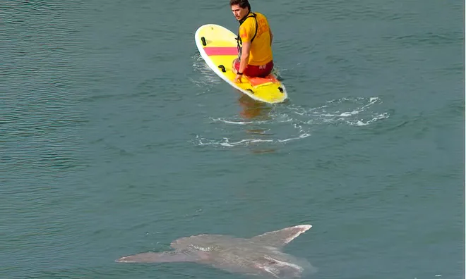 Surfer eyes Mola mola off San Diego beach.