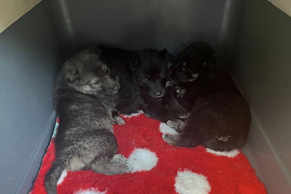 Brooke and her four puppies were taken into care by Wicklow Animal Welfare on Monday.
