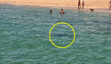 Swimmers left 'mind blown' after 2.5-metre shark's move in shallows of Aussie beach