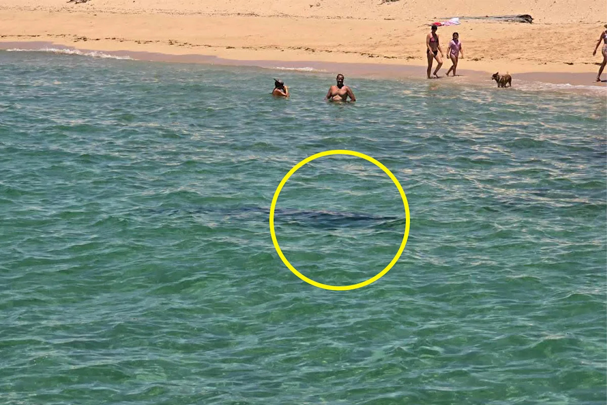 Swimmers left 'mind blown' after 2.5-metre shark's move in shallows of Aussie beach
