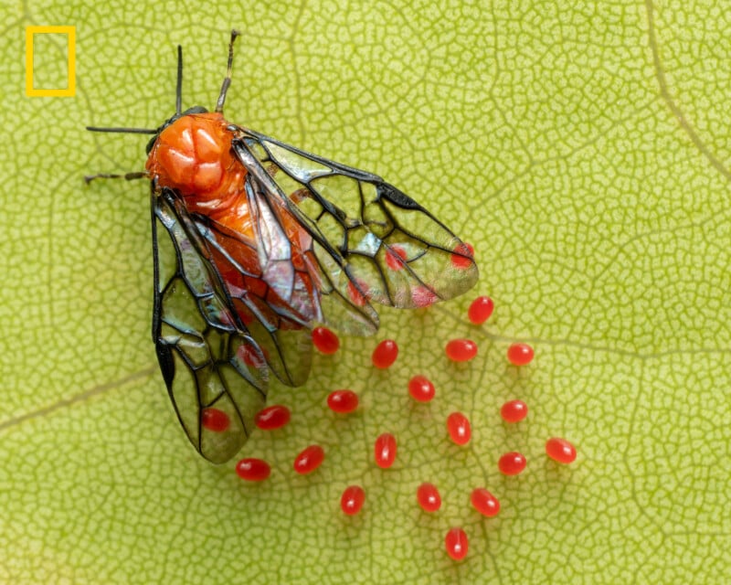 A close-up of a fly resting on a green leaf, surrounded by numerous small, bright red oval eggs scattered on the leaf's textured surface.