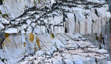 Alaska’s Seabird Colonies Went Silent In Just Two Years