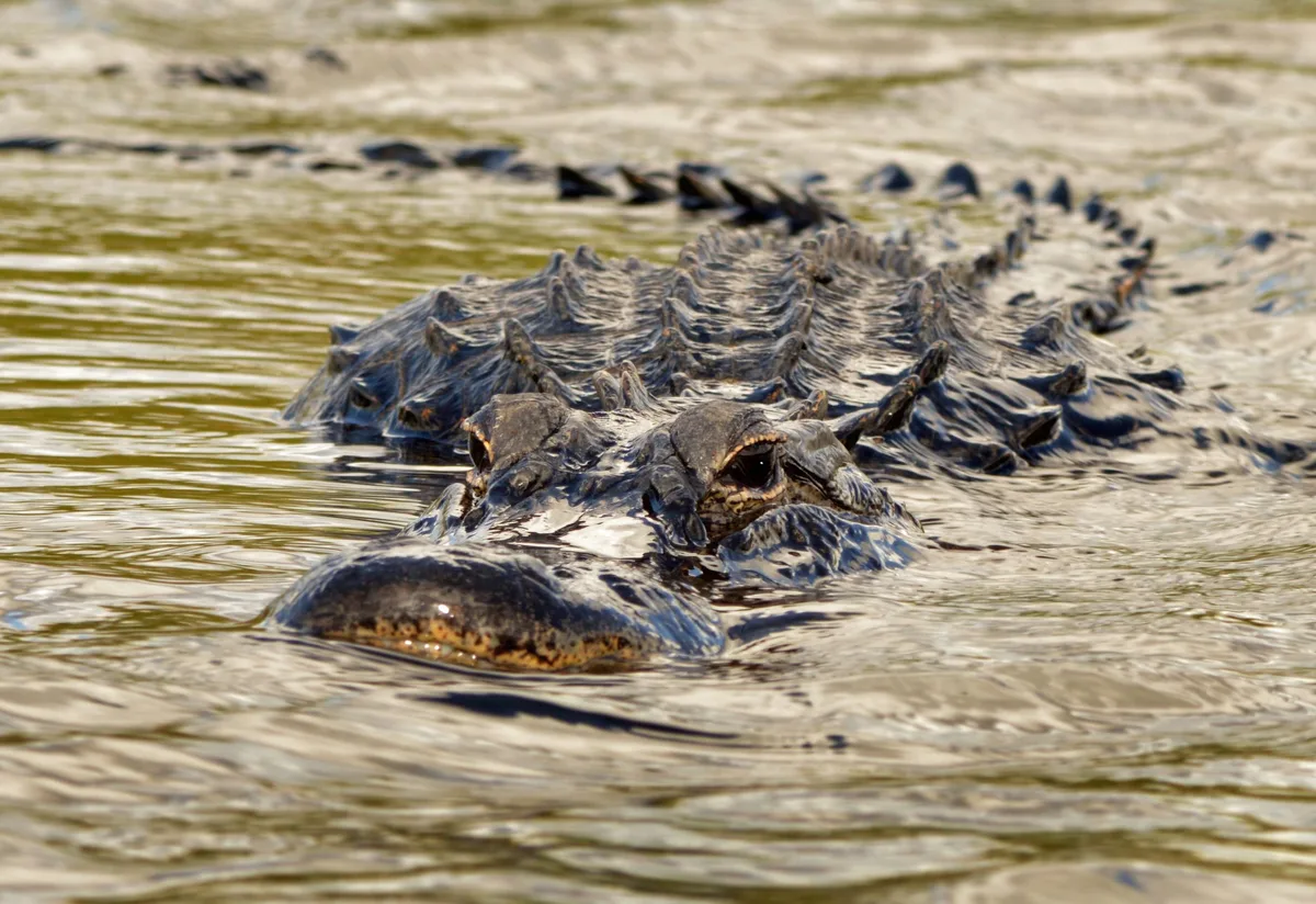 Alligator approaches in the Florida Everglades