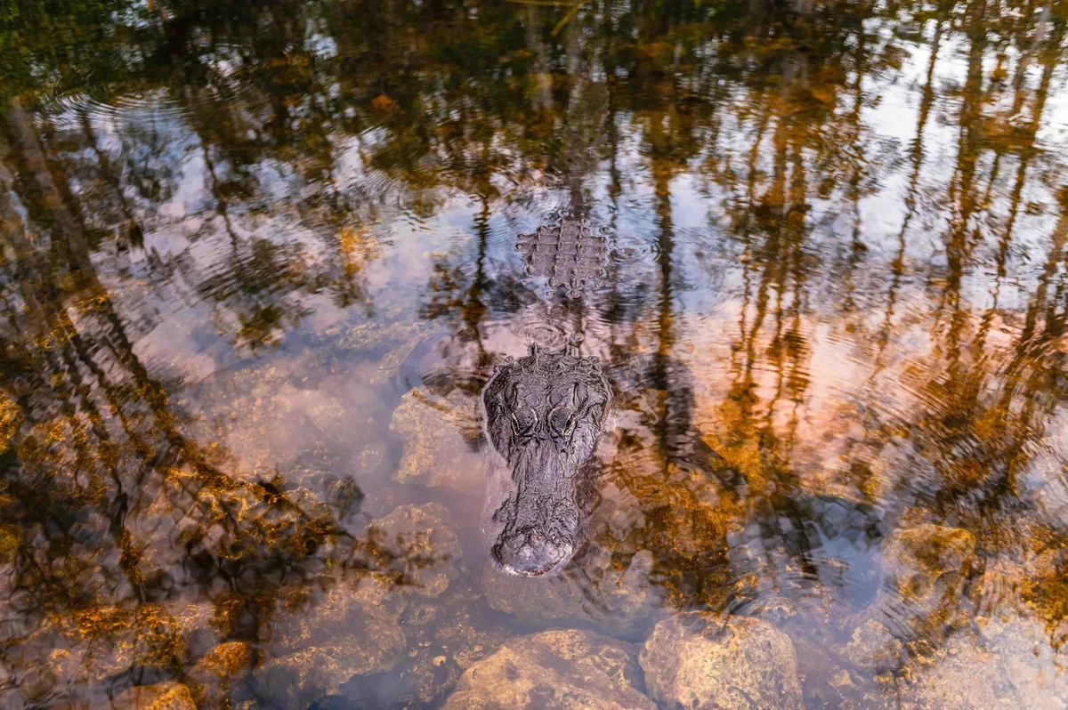 Alligator in Florida