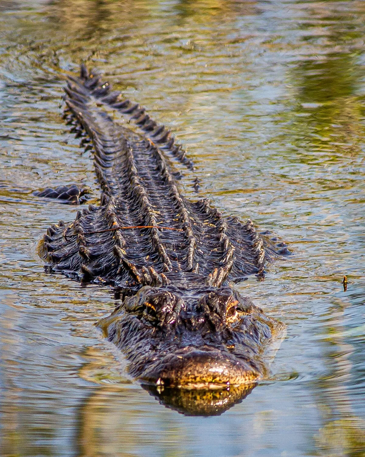 Alligator swimming