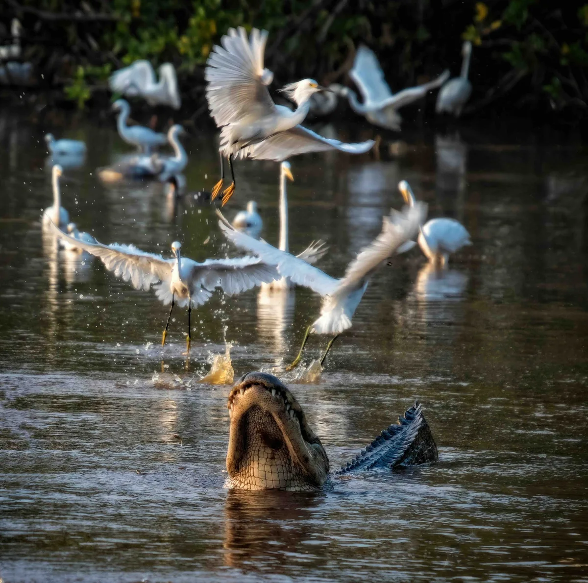 Alligator tries to catch a bird