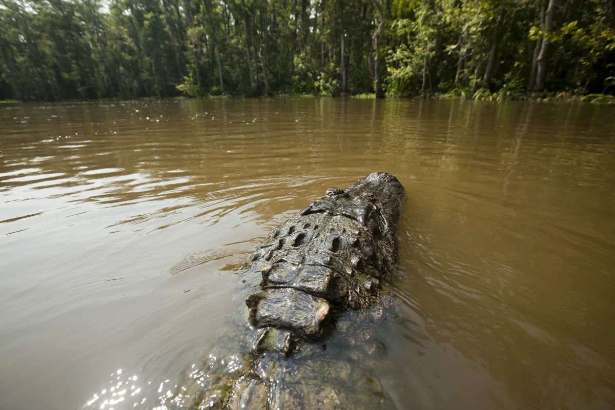 American alligator in Louisiana