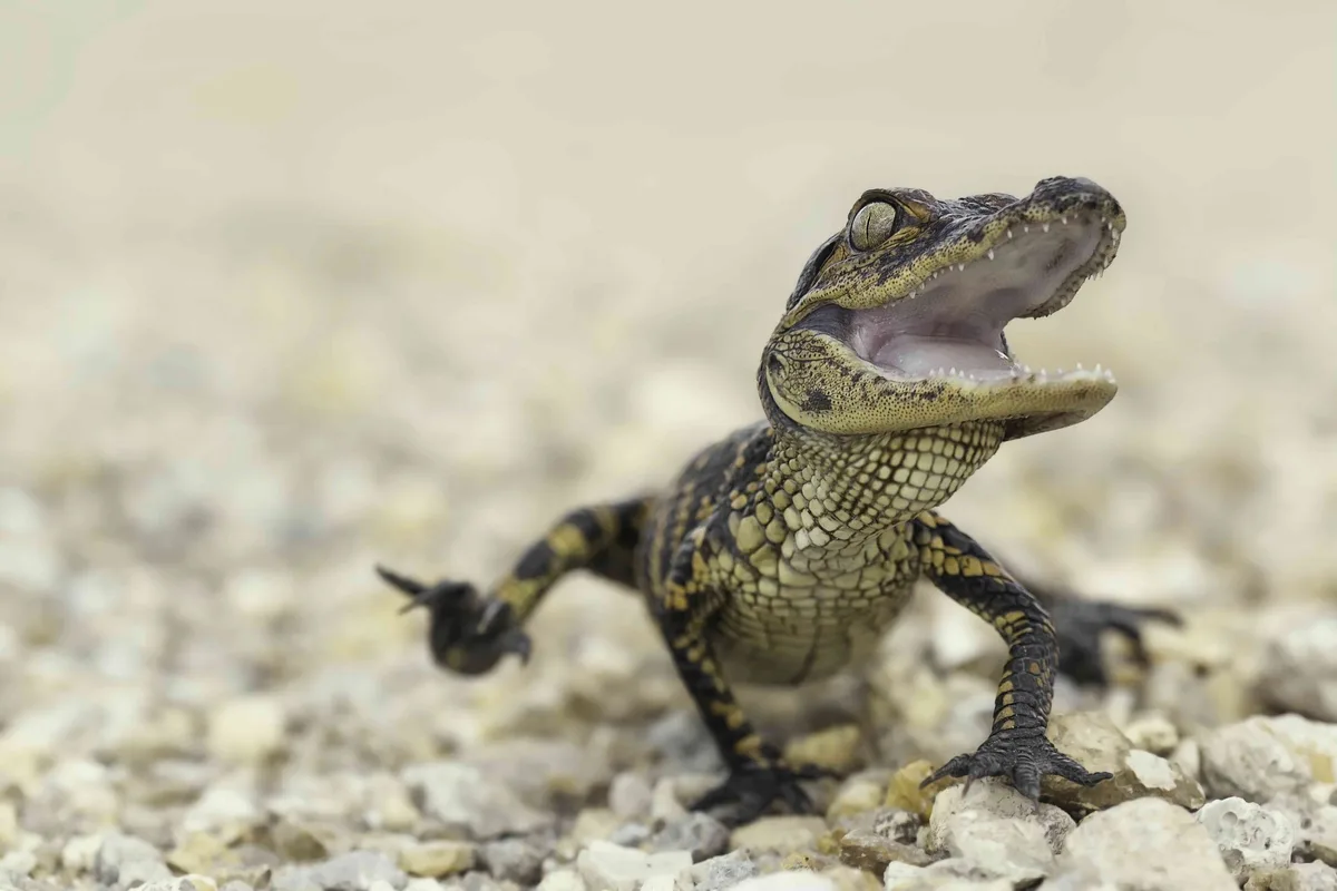 American alligator hatchling in Florida