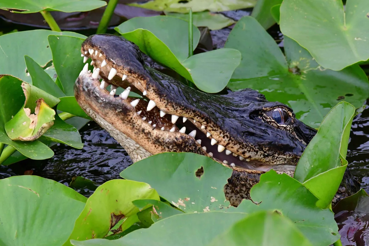 American alligator in Florida