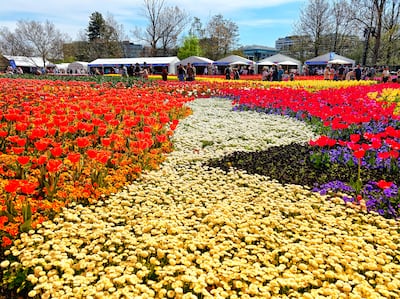 Spring tulip flowers at Floriade in Canberra. Photograph: Andrew Buesnei/Getty/iStock