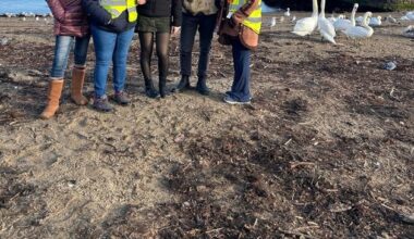 ‘Multi-stakeholder approach’ needed to safeguard swans at Wicklow sanctuary