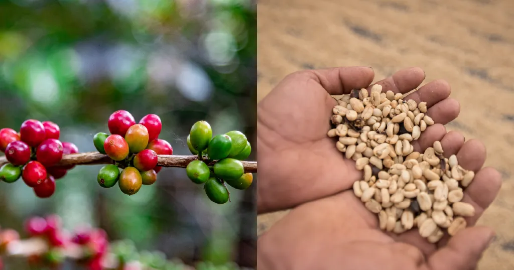 Why higher coffee prices don't always mean higher quality