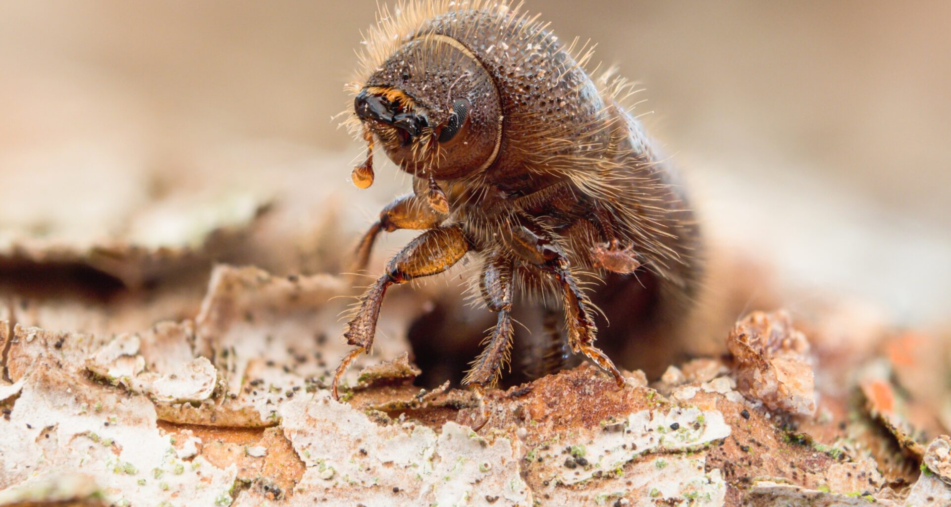 Beetles turn tree defenses into weapons - but fungi fight back