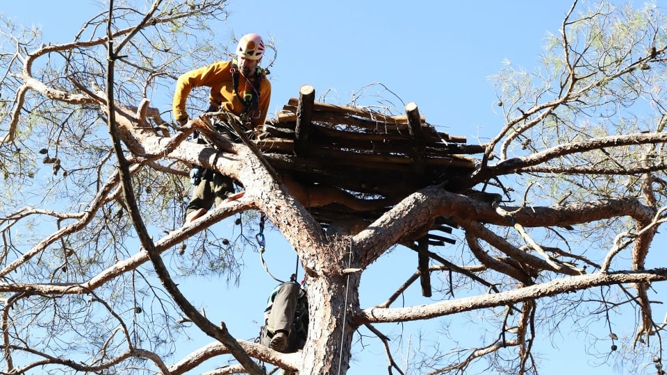 Black vultures flock to artificial nests in fire-ravaged Dadia Forest
