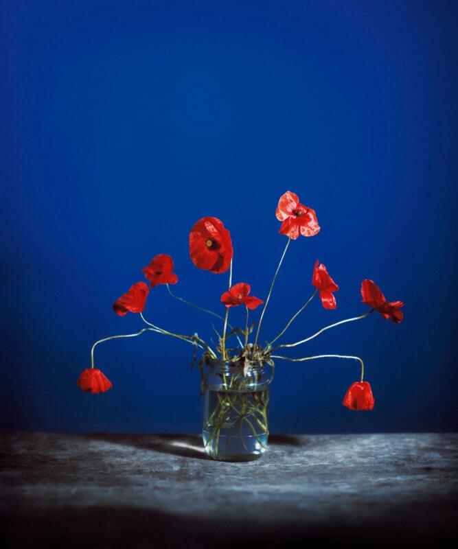 A small glass jar filled with water holds several red poppies with drooping stems, set against a deep blue background on a gray surface.
