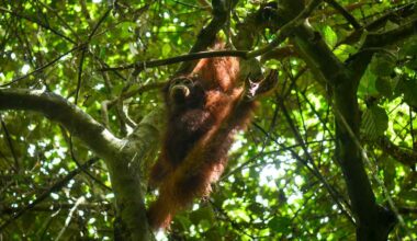 Orphaned Orangutan Returns to Wild Home After 4-Years Rehab in 'Jungle School'