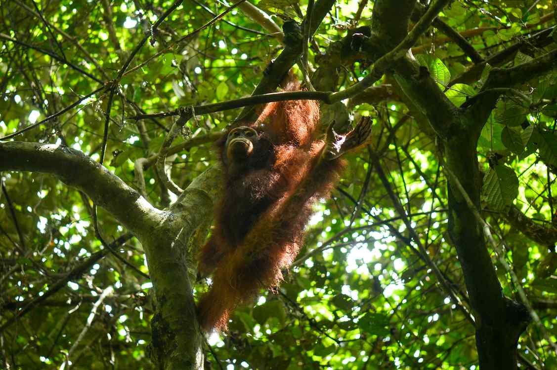 Orphaned Orangutan Returns to Wild Home After 4-Years Rehab in 'Jungle School'