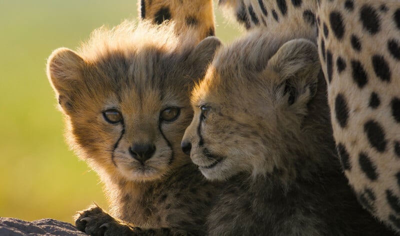 Two cheetah cubs cuddle closely together, nestled against the spotted fur of an adult cheetah. One cub looks directly at the camera while the other looks to the side. The background is softly blurred.