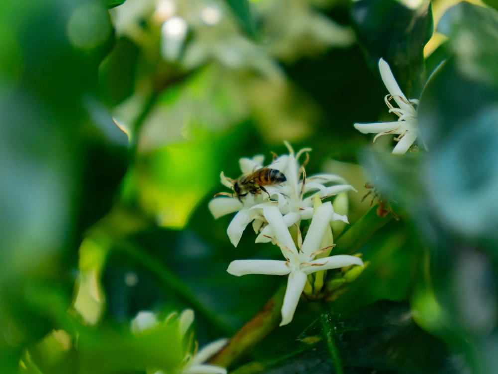 A bee on a coffee flower.