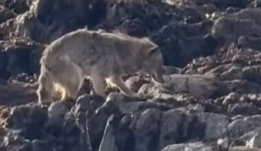 Watch: Coyote swims to Alcatraz Island in first-ever documented case