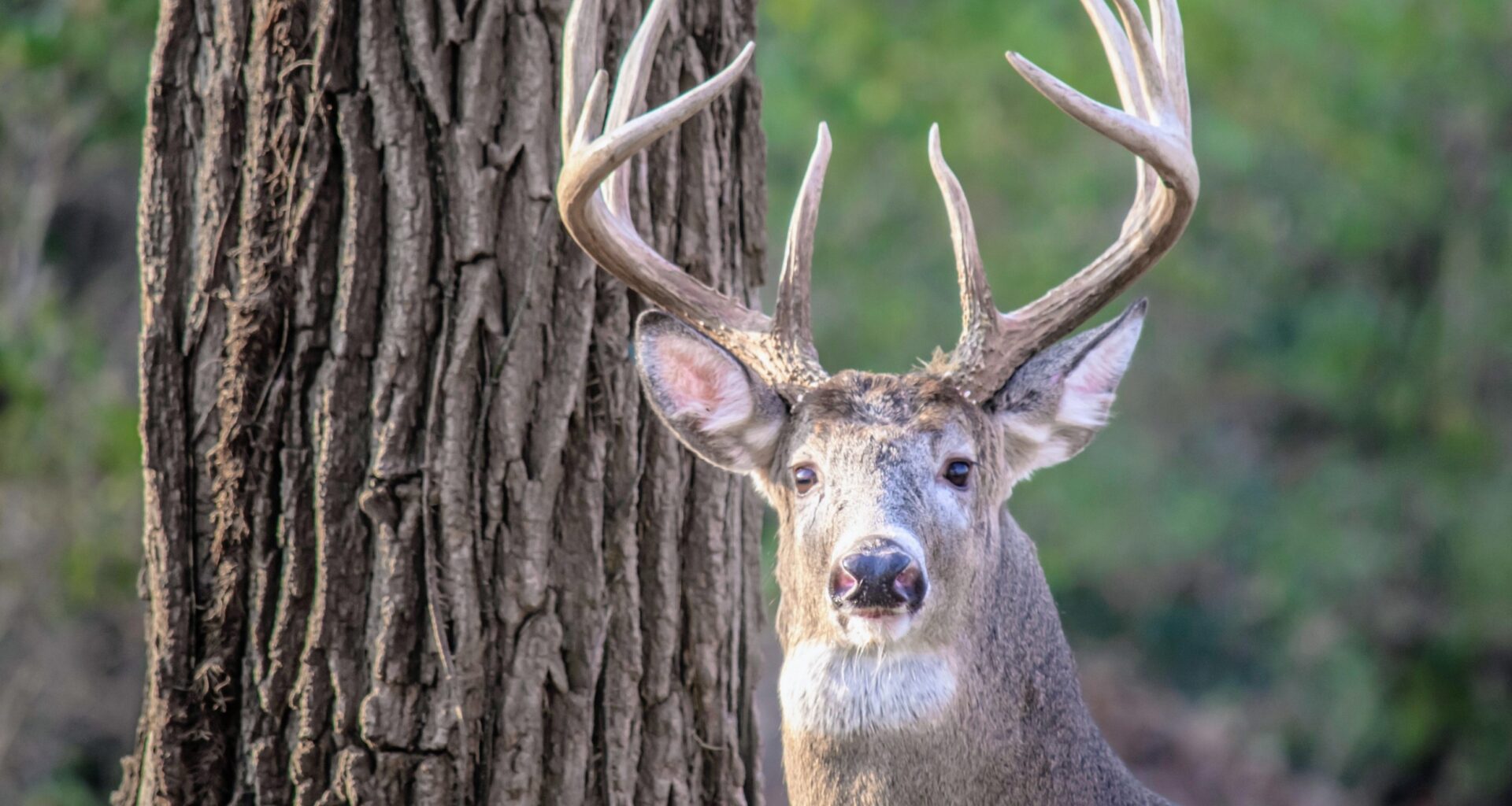 Deer leave glowing messages on trees during mating season