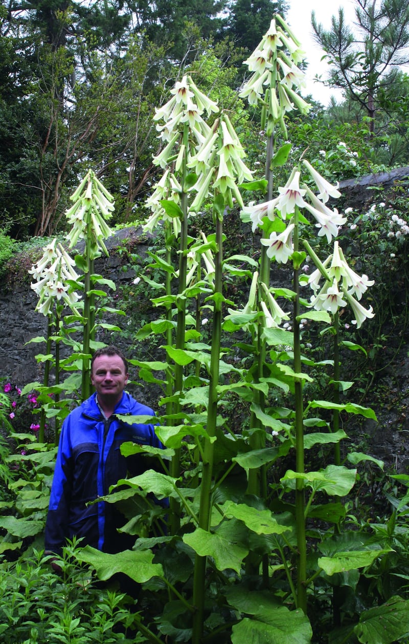 Seamus O’Brien among the giant Himalayan lilies at the National Botanic Gardens at Kilmacurragh