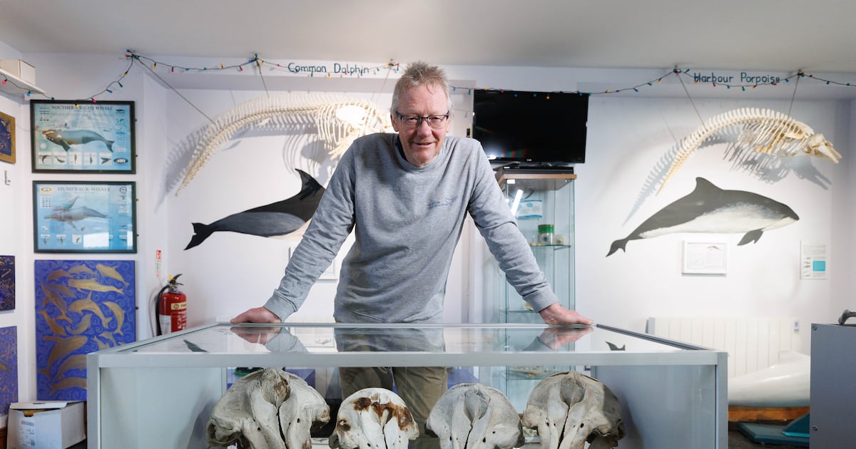 When a dead whale washes up on a beach the problems start – The Irish Times