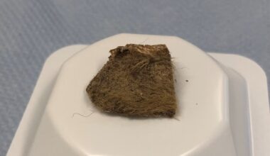 Scientists recover genome from woolly rhino eaten by Ice Age wolf