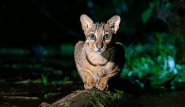 Flat-Headed Cats Seen in Thailand for the First Time in 30 Years, Having Been Thought Extinct