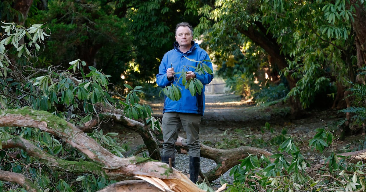 Seamus O’Brien, a giant of Irish horticulture, leaves behind an unassailable legacy – The Irish Times