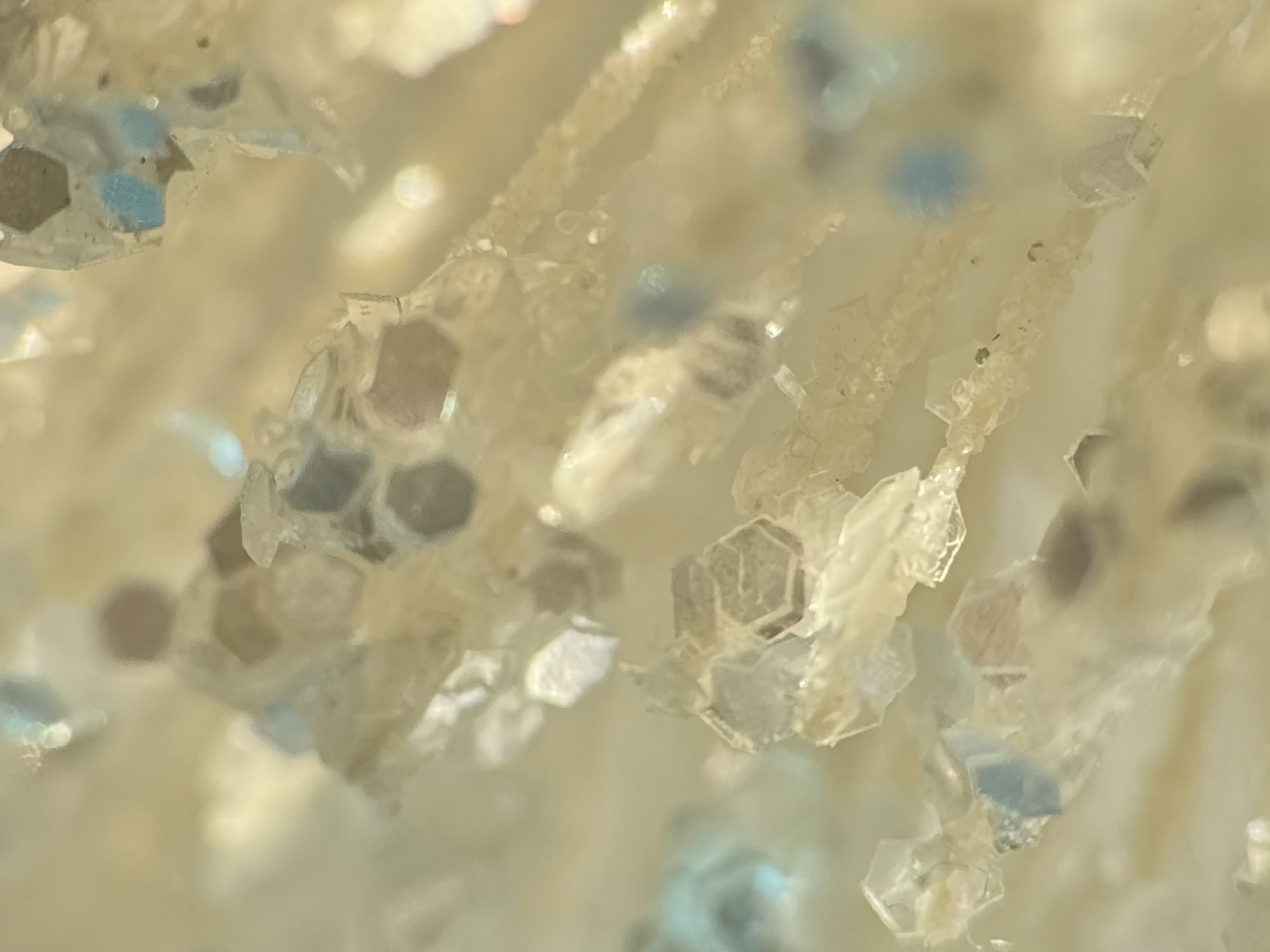 Shiftcam 240mm Super Zoom Tele macro sample.